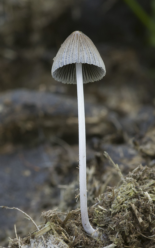 Coprinellus sassii